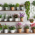 Variety of Colorful Potted Plants on Multi Layered Shelves with Hanging Greenery and Decorative Pots