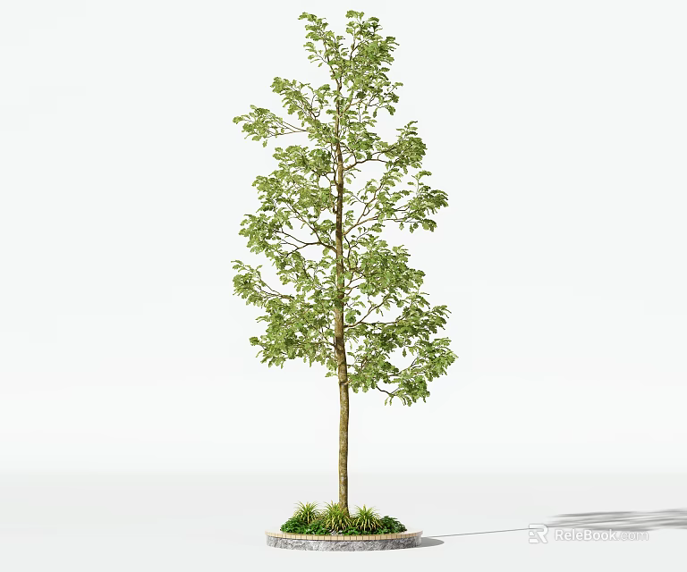 Single Arbor Tree With Green Foliage And Slender Trunk On Grass Base 3d model 