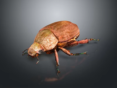Brown Beetle With Shiny Textured Shell And Colorful Legs On Dark Surface 3d model