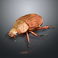 Brown Beetle With Shiny Textured Shell And Colorful Legs On Dark Surface