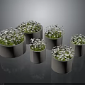 Small White Flowers Growing in Multiple Gray Pots with Green Leaves