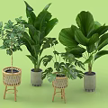 Various Indoor Potted Plants With Wicker And Cement Pots Large Green Leaves Home Decor
