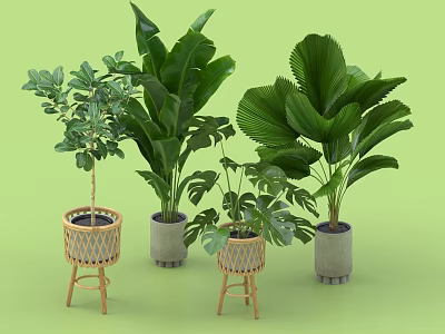 Various Indoor Potted Plants With Wicker And Cement Pots Large Green Leaves Home Decor 3d model