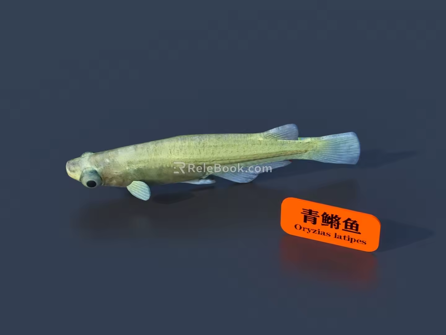 Fish 3D Model 3d model