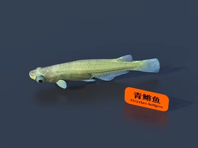 Mystus pelusius Aquatic Fish With Greenish Elongated Body And Distinct Features 3d model