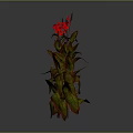 Vibrant Flowering Plants With Red Blooms And Variegated Leaves On Gray Background