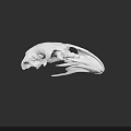 Anatomical White Bird Skull With Detailed Features On Black Background