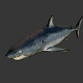Realistic Blue Shark Aquatic Animal with Lifelike Features and Shiny Sleek Body