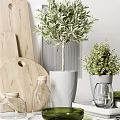 Natural Style Kitchen Utensils With Wooden Cutting Boards Olive Oil Bottles And Green Plants