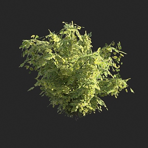 Shrubs 3d model