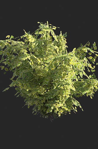 Shrubs 3d model