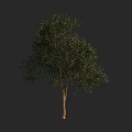 Isolated Arbor With Dense Green Foliage And Brown Trunk On Dark Background 3d model