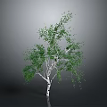 White Trunk Birch Tree With Lush Green Leaves On Gray Background