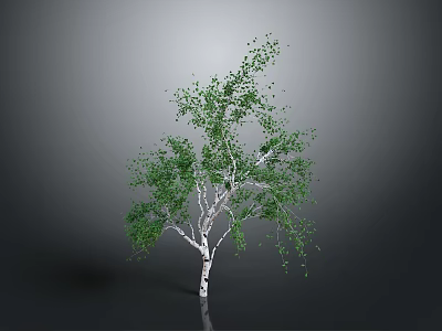 White Trunk Birch Tree With Lush Green Leaves On Gray Background 3d model