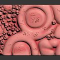 3D Anatomical Cross Section Model of Skin Organ with Hair Follicles