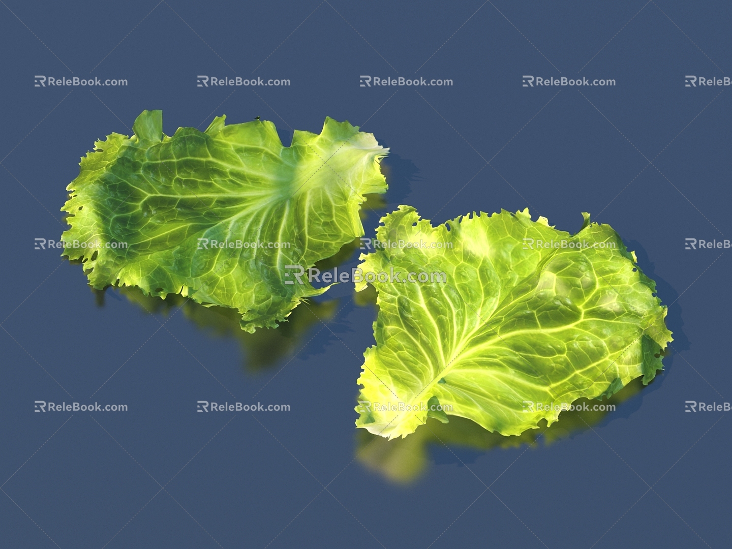 lettuce vegetable leaf food 3d model