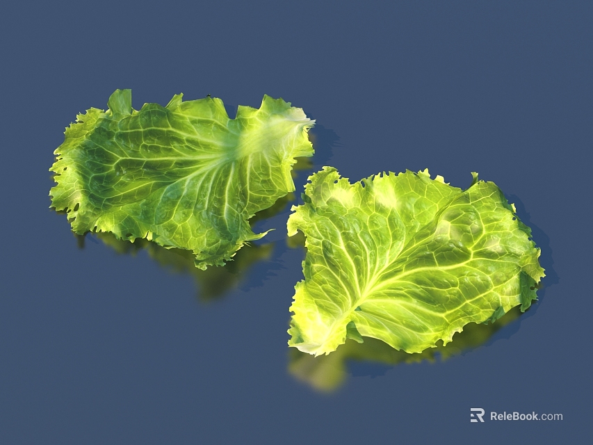 Two Fresh Green Glossy Lettuce Leaves On Deep Blue Background 3d model 