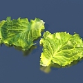 lettuce vegetable leaf food 3d model