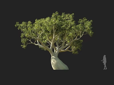 Large Arbor With Thick Trunk And Lush Green Leaves Beside Human Figure For Scale 3d model