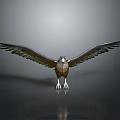 Flying Animal Eagle with Spread Wings Clear Claws and Reflection on Gray Gradient Background 3d model