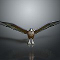 Eagle Large Eagle Owl Raptor Falcon Bird Bird Bird Animal Game Animal 3d model