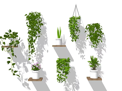 Bonsai Potted Plants On Wall Shelves With Hanging Green Vines And Flowering Decorative Pots 3d model