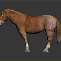 Brown Horse With Light Mane Standing On Dark Reflective Surface With White Hooves