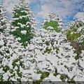 Snow-Covered Trees In Winter Scene With White Snow And Green Foliage Under Sky