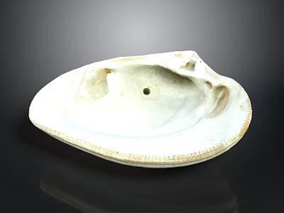 White Clam Shell With Oval Shape Textured Edge And Small Hole On Dark Background 3d model