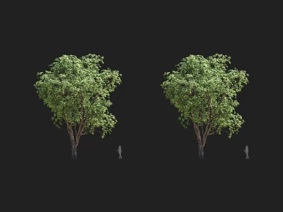 Tall Arbor With Lush Green Foliage Canopy And Trunk Next To Human Figure For Scale 3d model