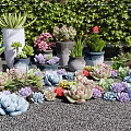 Various Succulent Potted Plants In Colorful Pots Arranged On Gravel Surface
