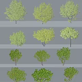 Various Arbor Trees With Different Green Leaf Shapes And Natural Growth Forms 3d model