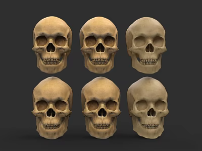 Six Human Skulls Arranged in Grid with Varied Bone Shades 3d model
