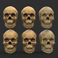 Six Human Skulls Arranged in Grid with Varied Bone Shades 3d model