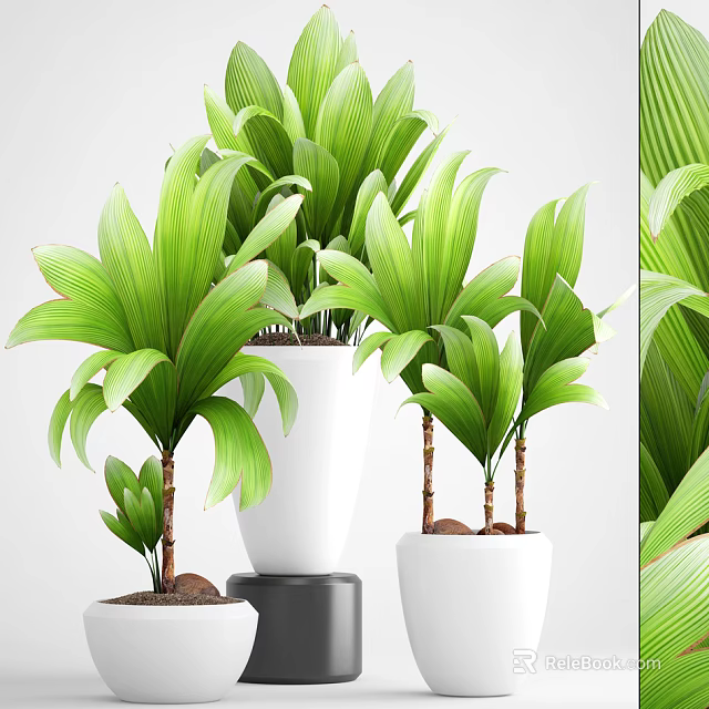 Green Leafy Potted Plants In White Planters With Lush Foliage And Different Sizes 3d model 