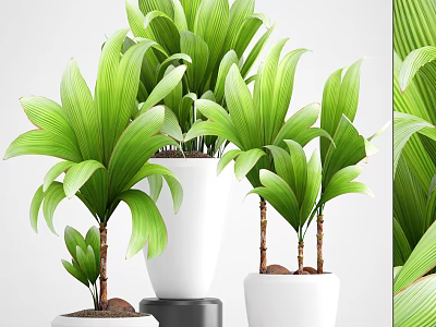 Green Leafy Potted Plants In White Planters With Lush Foliage And Different Sizes 3d model