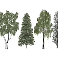 Four Varieties of Arbor Trees With Diverse Foliage and Trunk Characteristics
