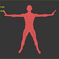 Human Muscle Organ Anatomy 3D Model With Extended Arms And Detailed Body Muscles