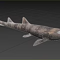Spotted Aquatic Shark With Multiple Dorsal Fins And Natural Body Features