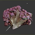 Vibrant Pink Cauliflower Fresh Raw Nutritious Healthy Vegetable Food Close Up