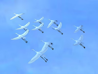 Flock of White Cranes Flying Gracefully in Clear Blue Sky 3d model