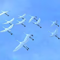 Flock of White Cranes Flying Gracefully in Clear Blue Sky