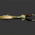 Colorful Guppy Fish With Vibrant Red Green Yellow Fins And Beautiful Patterned Tail