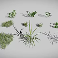 Various Green Plants Including Grass Shrubs and Leafy Sprouts Arranged on Gray Background