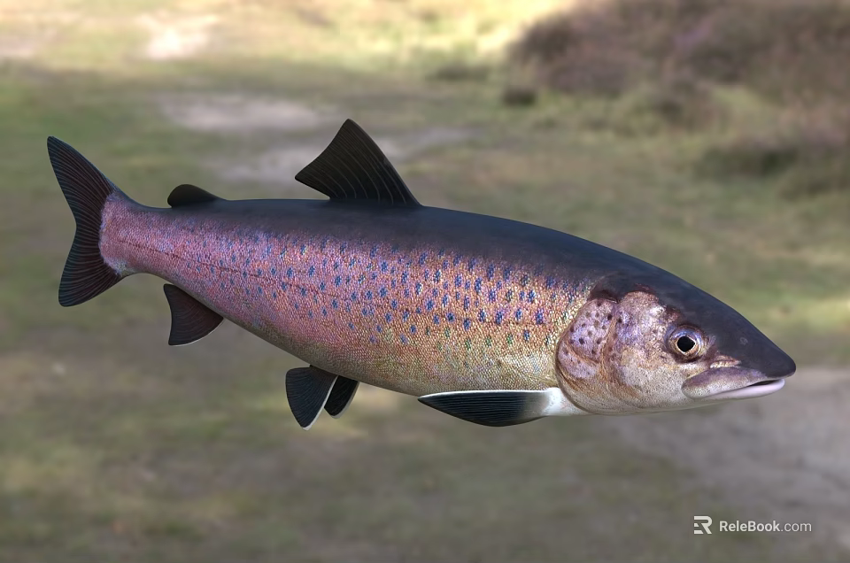 Rainbow Trout Freshwater Aquatic Animal With Vibrant Purple Blue And Pink Spots And Sleek Body 3d model 