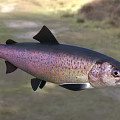 Rainbow Trout Freshwater Aquatic Animal With Vibrant Purple Blue And Pink Spots And Sleek Body