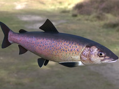 Rainbow Trout Freshwater Aquatic Animal With Vibrant Purple Blue And Pink Spots And Sleek Body 3d model