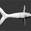 Detailed White Whale Model Displayed On Dark Background With Reflection