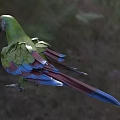 Green Parrot With Colorful Feathers Red Blue Wings Standing In Natural Outdoor Setting