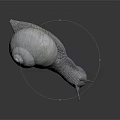 White Shelled Snail With Spiral Texture Gray Body And Tentacles On Dark Background